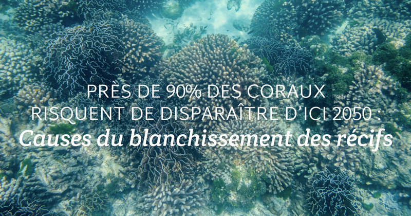 Causes du blanchissement des récifs