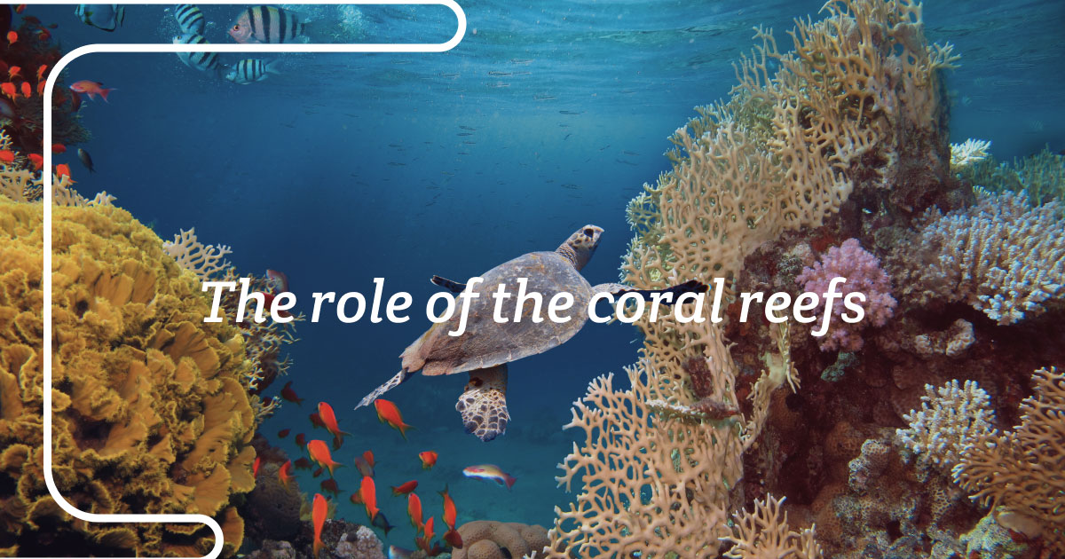 The role of the coral reefs